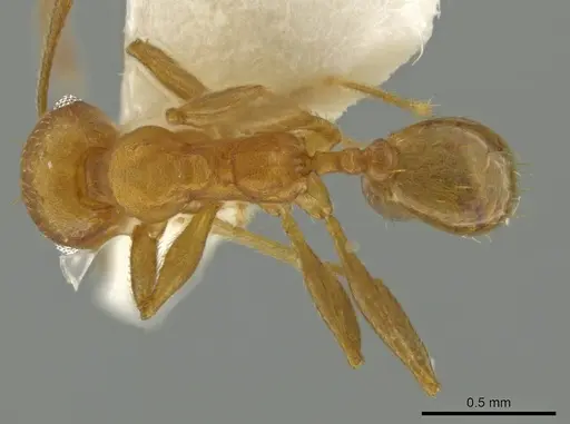 Pheidole hierax specimen CASENT0645797 image casent0645797_1