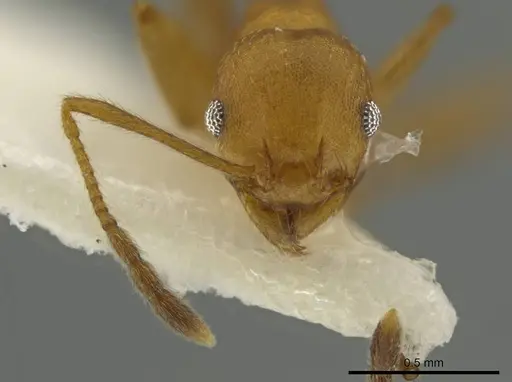Pheidole hierax specimen CASENT0645797 image casent0645797_2