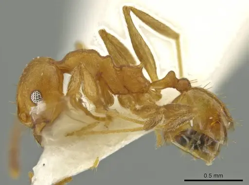 Pheidole hierax specimen CASENT0645797 image casent0645797_3