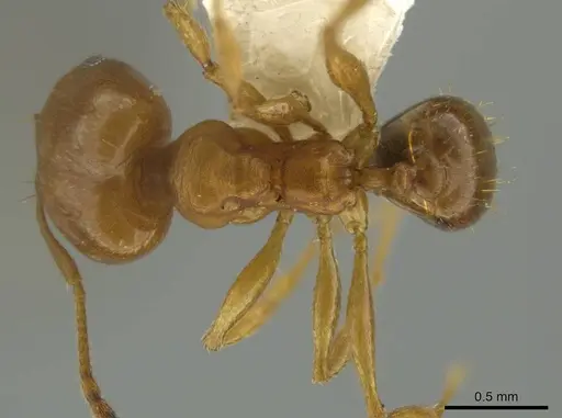 Pheidole hierax specimen JTLC000016402 image jtlc000016402_1