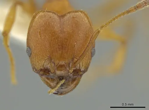 Pheidole hierax specimen JTLC000016402 image jtlc000016402_2
