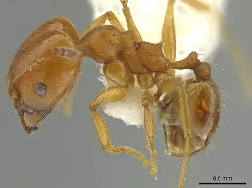 Pheidole hierax specimen JTLC000016402 image jtlc000016402_3