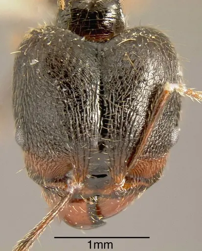Pheidole hirsuta specimen CASENT0635474 image casent0635474_1