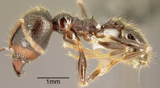Pheidole hirsuta specimen CASENT0635474 image casent0635474_2