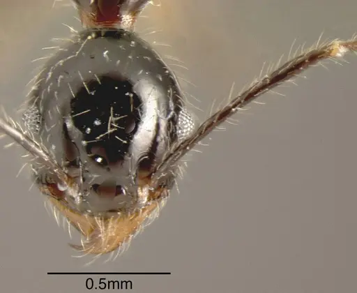 Pheidole hirsuta specimen CASENT0635475 image casent0635475_1