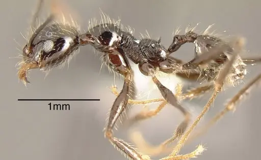 Pheidole hirsuta specimen CASENT0635475 image casent0635475_2