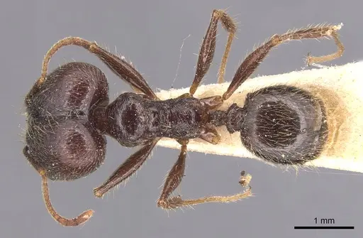 Pheidole hirsuta specimen CASENT0904357 image casent0904357_1