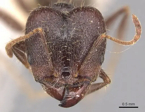 Pheidole hirsuta specimen CASENT0904357 image casent0904357_2