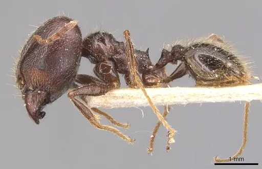 Pheidole hirsuta specimen CASENT0904357 image casent0904357_3