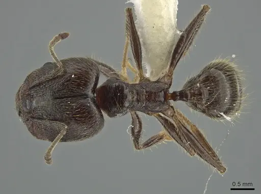 Pheidole hirsuta specimen JTLC000006250 image jtlc000006250_1