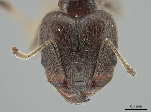 Pheidole hirsuta specimen JTLC000006250 image jtlc000006250_2
