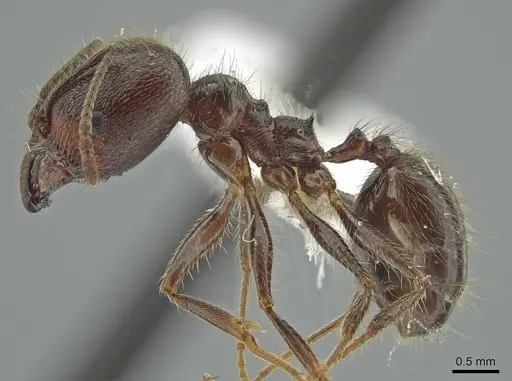 Pheidole hirsuta specimen JTLC000006250 image jtlc000006250_3