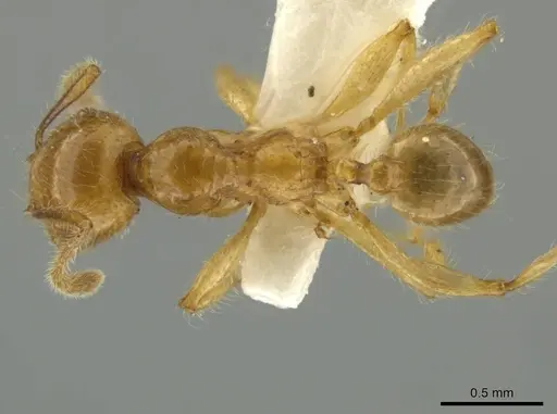 Pheidole hispaniolae specimen CASENT0645798 image casent0645798_1