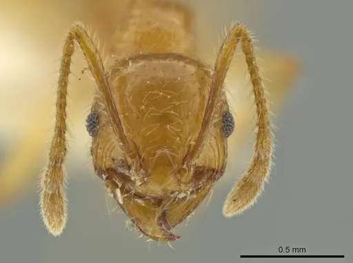Pheidole hispaniolae specimen CASENT0645798 image casent0645798_2