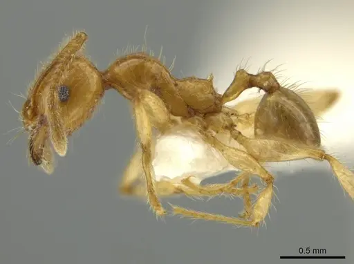 Pheidole hispaniolae specimen CASENT0645798 image casent0645798_3