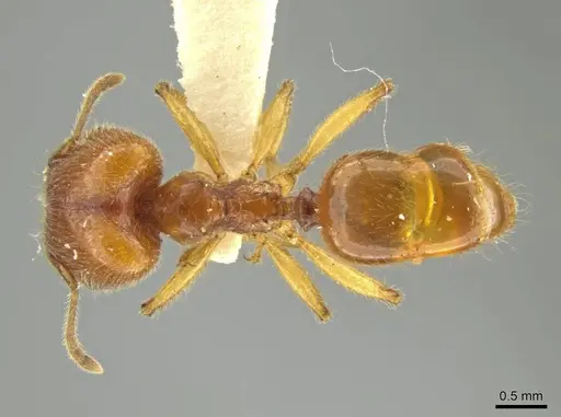 Pheidole hispaniolae specimen JTLC000016404 image jtlc000016404_1