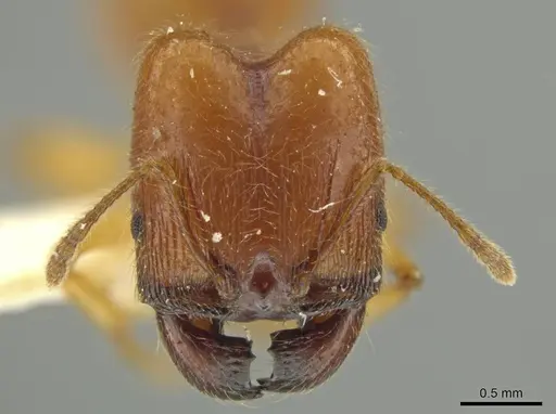 Pheidole hispaniolae specimen JTLC000016404 image jtlc000016404_2