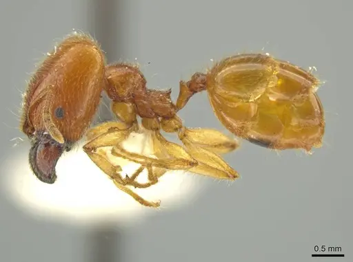 Pheidole hispaniolae specimen JTLC000016404 image jtlc000016404_3