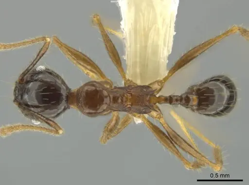 Pheidole hitoy specimen CASENT0636895 image casent0636895_1