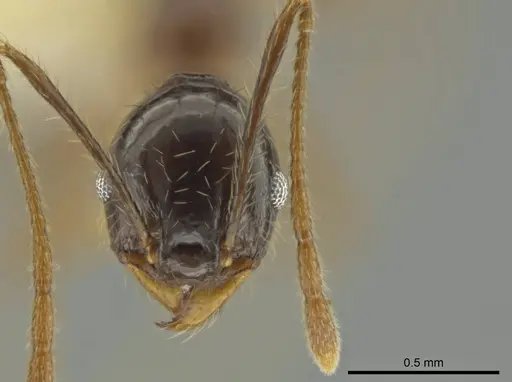 Pheidole hitoy specimen CASENT0636895 image casent0636895_2