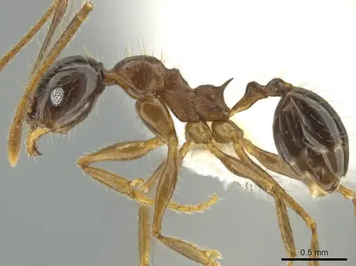 Pheidole hitoy specimen CASENT0636895 image casent0636895_3