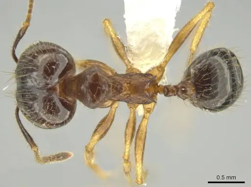 Pheidole hitoy specimen CASENT0644296 image casent0644296_1