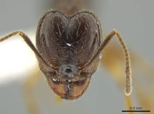 Pheidole hitoy specimen CASENT0644296 image casent0644296_2