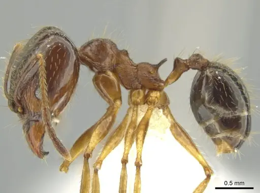 Pheidole hitoy specimen CASENT0644296 image casent0644296_3