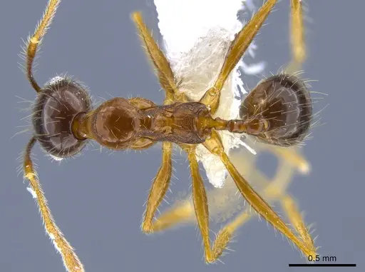 Pheidole hitoy specimen CASENT0646403 image casent0646403_1