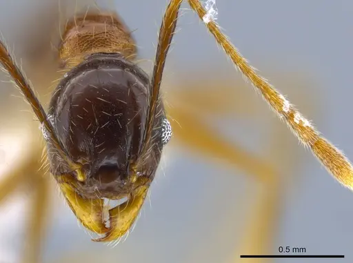 Pheidole hitoy specimen CASENT0646403 image casent0646403_2