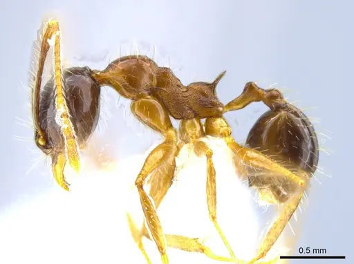 Pheidole hitoy specimen CASENT0646403 image casent0646403_3