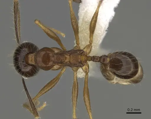 Pheidole hitoy specimen CASENT0646406 image casent0646406_1