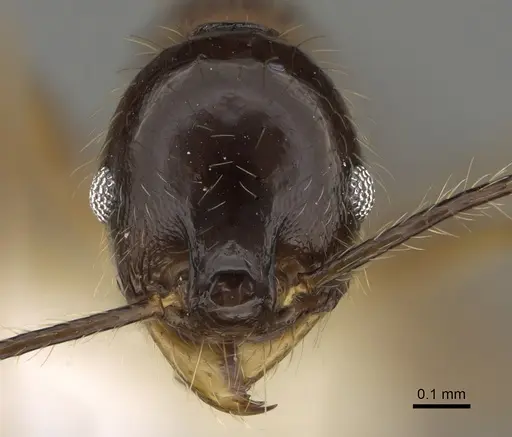 Pheidole hitoy specimen CASENT0646406 image casent0646406_2