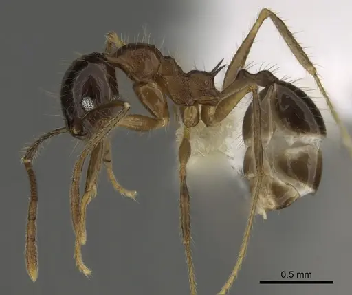 Pheidole hitoy specimen CASENT0646406 image casent0646406_3