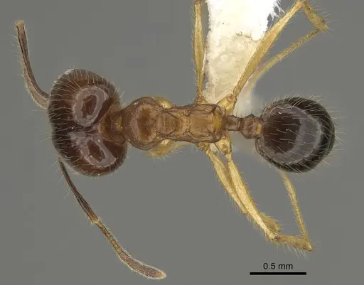 Pheidole hitoy specimen CASENT0646411 image casent0646411_1