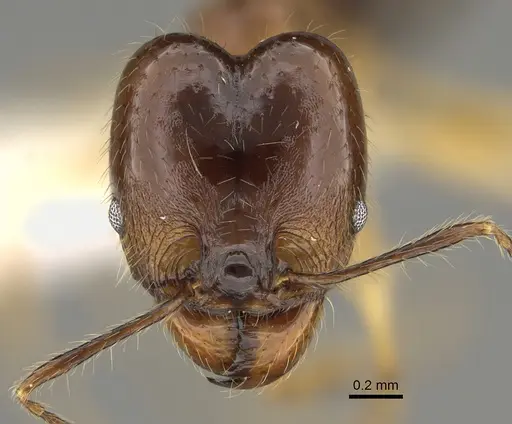 Pheidole hitoy specimen CASENT0646411 image casent0646411_2