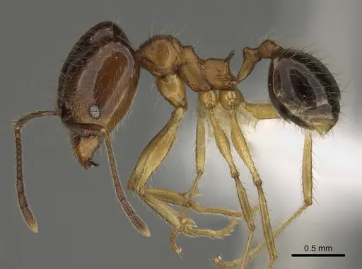 Pheidole hitoy specimen CASENT0646411 image casent0646411_3