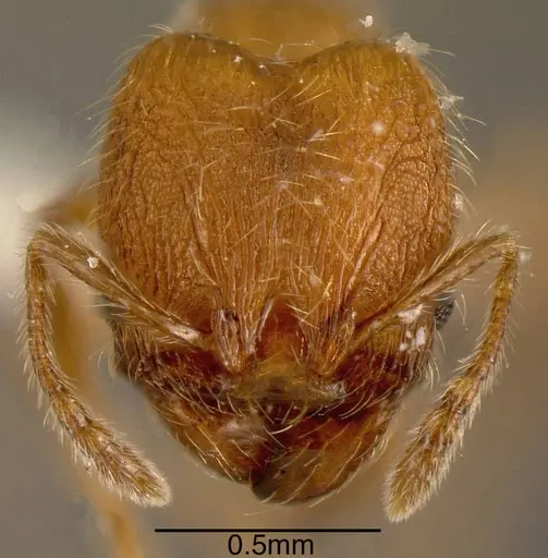 Pheidole hizemops specimen INBIOCRI001283056 image inbiocri001283056_1