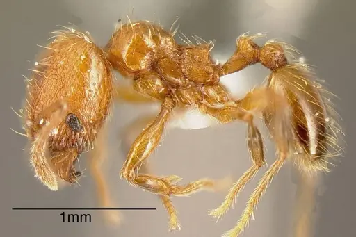 Pheidole hizemops specimen INBIOCRI001283056 image inbiocri001283056_2