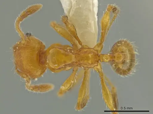 Pheidole hizemops specimen INBIOCRI001283057 image inbiocri001283057_1