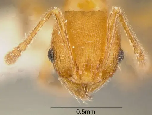 Pheidole hizemops specimen INBIOCRI001283057 image inbiocri001283057_2