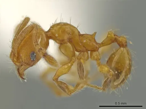 Pheidole hizemops specimen INBIOCRI001283057 image inbiocri001283057_3