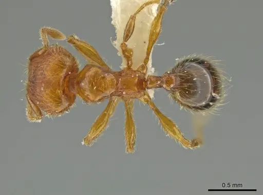 Pheidole hizemops specimen JTLC000010009 image jtlc000010009_1
