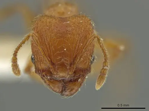 Pheidole hizemops specimen JTLC000010009 image jtlc000010009_2