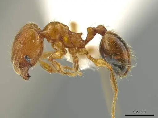 Pheidole hizemops specimen JTLC000010009 image jtlc000010009_3