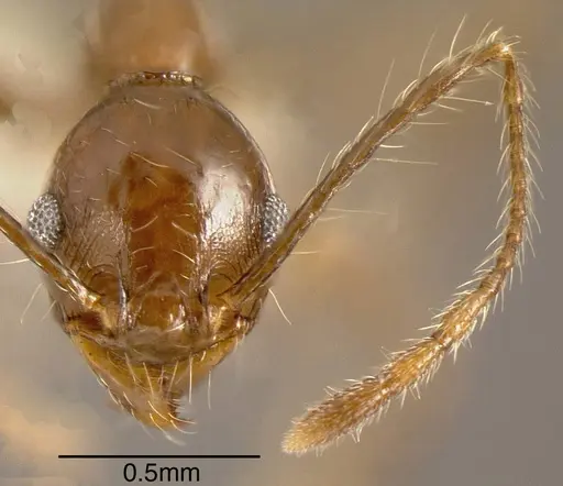 Pheidole hoelldobleri specimen CASENT0635476 image casent0635476_1