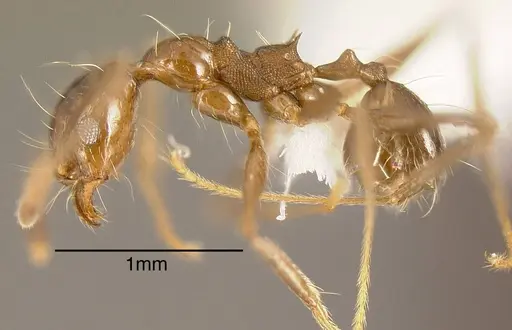 Pheidole hoelldobleri specimen CASENT0635476 image casent0635476_2