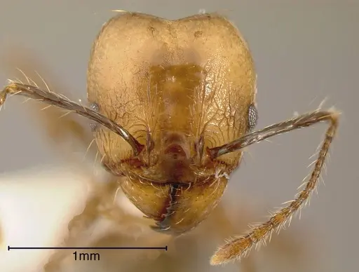 Pheidole hoelldobleri specimen INBIOCRI002281892 image inbiocri002281892_1