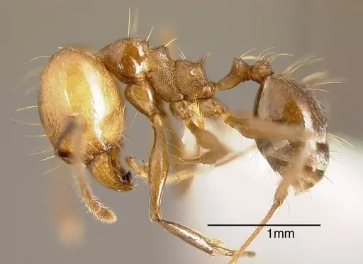 Pheidole hoelldobleri specimen INBIOCRI002281892 image inbiocri002281892_2