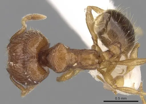 Pheidole hongkongensis specimen CASENT0281727 image casent0281727_1
